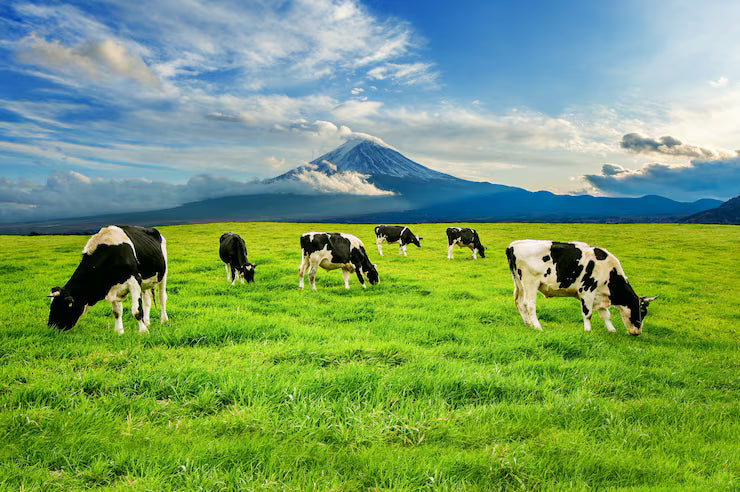 DAIRY FARMING TOOLS