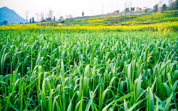 AGRICULTURE MACHINERY